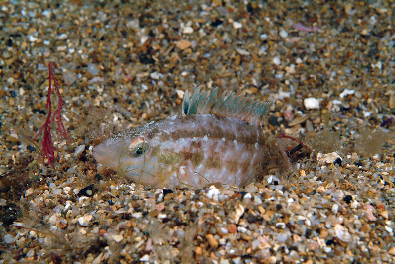 Symphodus cinereus (Bonnaterre, 1788)
